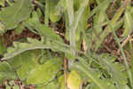 Oakleaf fleabane